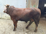 HİSSE BASKÜL DANA SATIŞIMIZ VARDIR KALİTELİ HİZMET UYGUN FİYAT